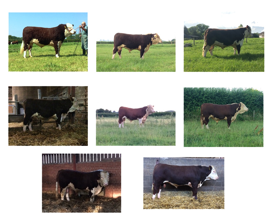 Hereford beef - bulls sold spring 2018