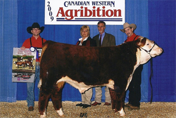 Hereford Sires - GH Adams 144S Bulge 138W