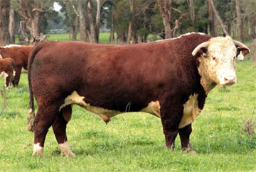 Hereford Sires - Mawarra Aftershock