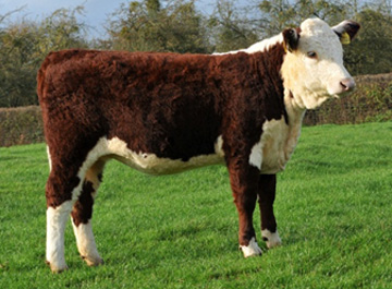 Hereford Calves - Haven Dowager