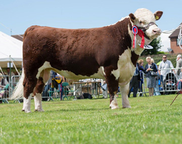 Winners of the Best Group of Three by the same sire – Haven Kingpin