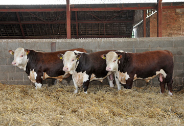 15 month old Hereford bulls