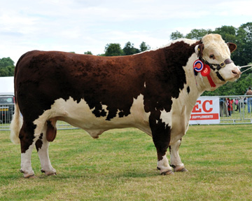 Hereford Sires - Haven Cavalier