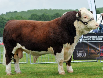 Hereford Sires - Haven Hotspur