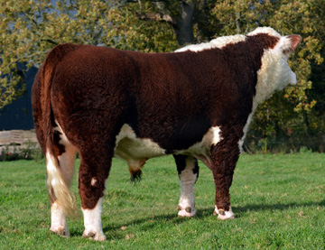 Hereford Sires - Haven Kingpin