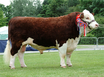 Hereford Sires - Haven Wizard