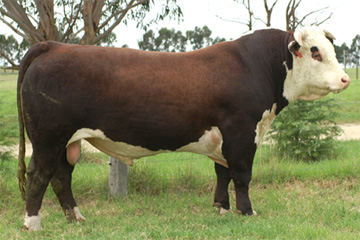 Hereford Sires - Mawarra Vice Admiral