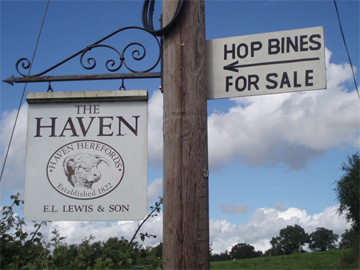 Hop bines and hop garlands for sale