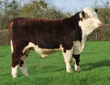 Hereford Calves - Haven Hotspur