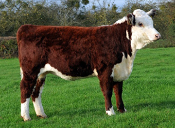 Hereford Calves - Haven Louisa 55th