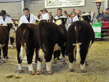 Winners of the Sires Group of Three at the National Calf Show 2011