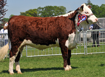 Haven Dowager 169th Female Champion and Reserve Supreme to Haven Governor