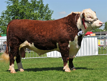 Haven Governor Supreme Hereford Champion and Reserve Inter-Breed Champion